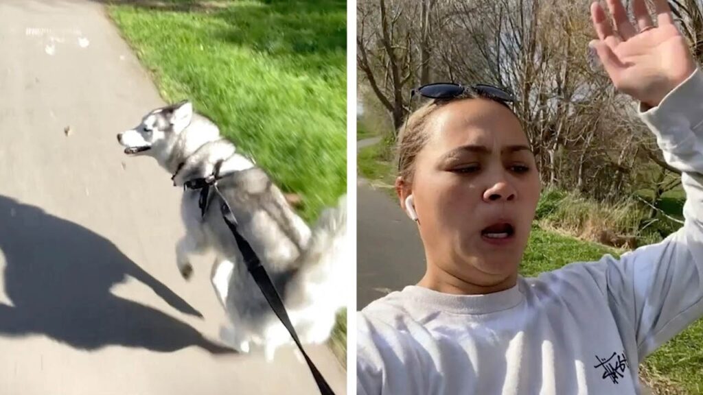 Husky Pulls Along Owner On Roller Skates