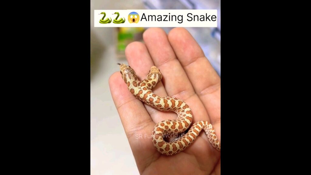 Amazing Snake ๐ฑ๐ฑ๐คฏ๐ฎ#trending #viral #shorts #youtubeshorts #mahadev #gaming #gk #gym #sports #sanatan