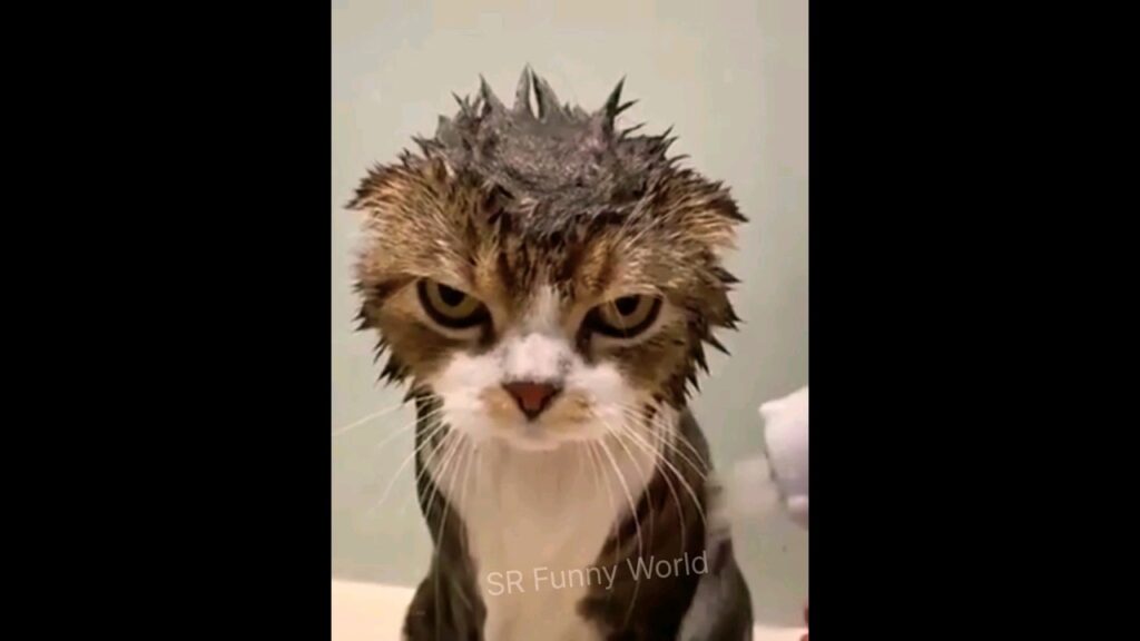 Cat 😂😂😜 #trending #animals #funnyvideos #viral #youtubeshorts #funny #mahadev #shorts #short #tiktok