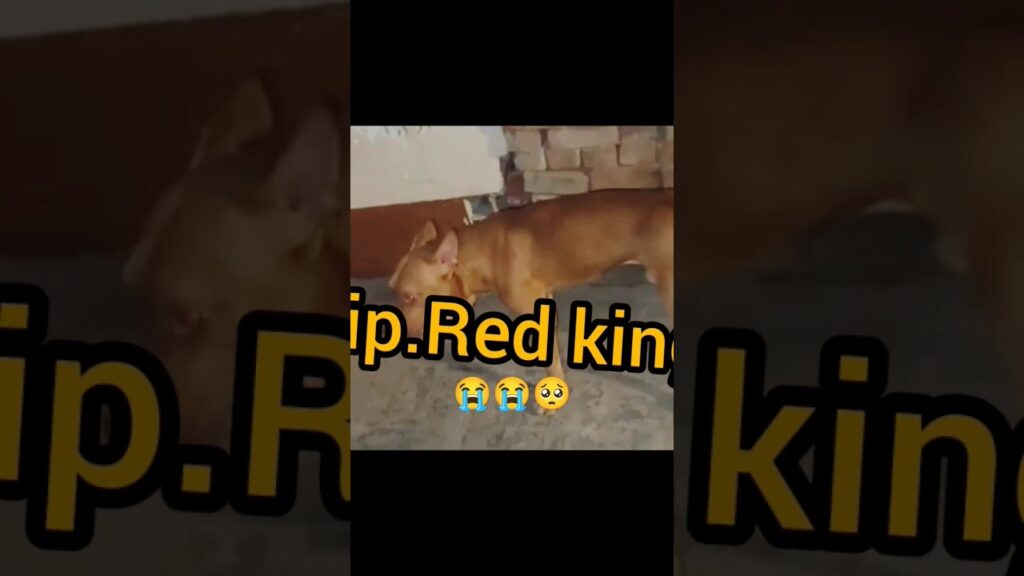 #Ritik dog kennel Rip red king no more ππ₯Ί#Red king ki atma ko santi Mila