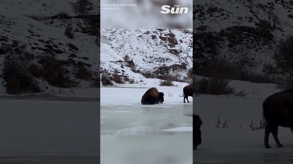 Bison slips and slides on frozen creek at Yellowstone National Park 🐃❄️ #shorts