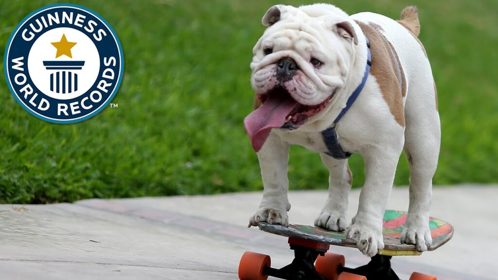 Otto the skateboarding bulldog – Guinness World Records
