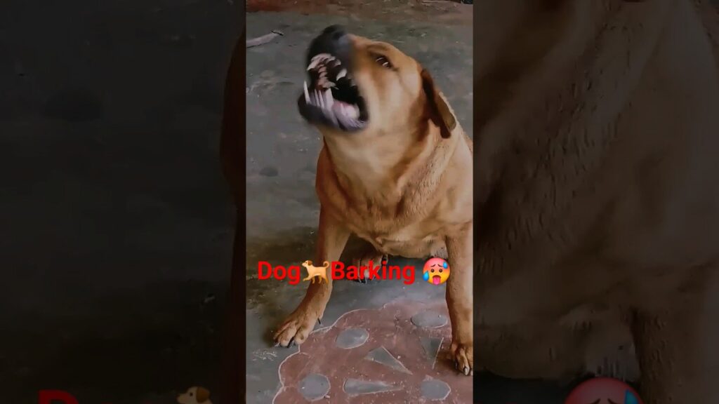 🌎 danger 🥶 dog 🐕 @UROYALU #viralshorts #ytshorts #dog #dogbarking #saddog #status #pets #vlog