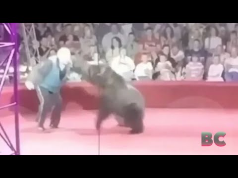 Roller skating circus bear drops act to maul trainer in front of shocked kids