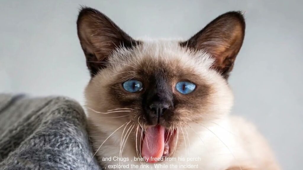 Cat on Skates?! Roller Rink Rescue! 🐱🛼😱