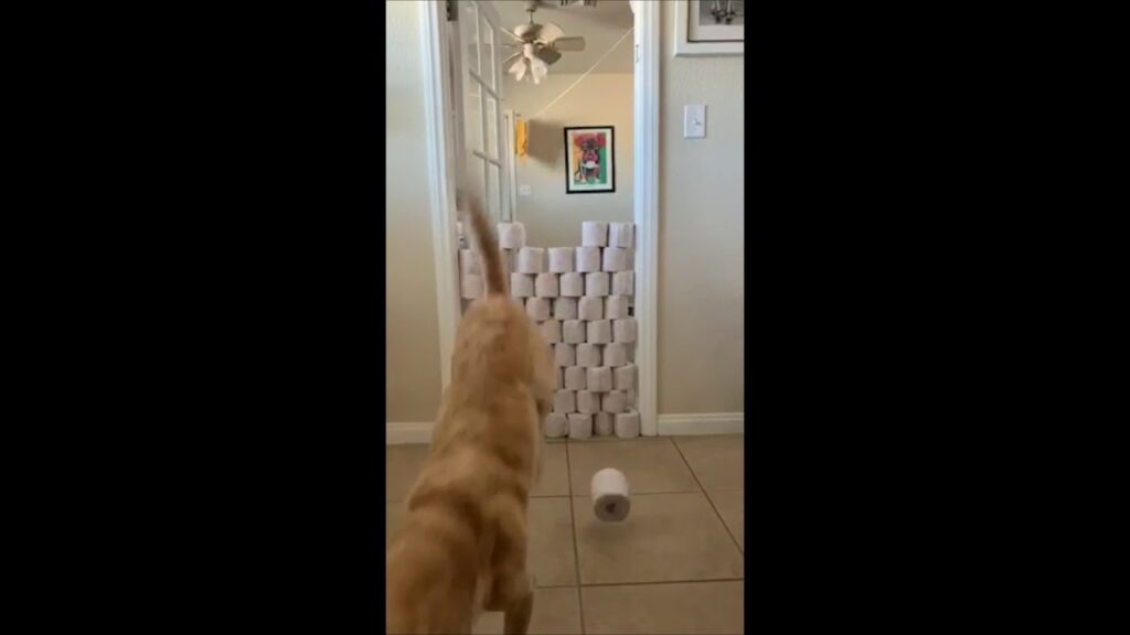 Benny the Ice-Skating Dog Takes on Toilet Paper Hurdle During Las Vegas Lockdown