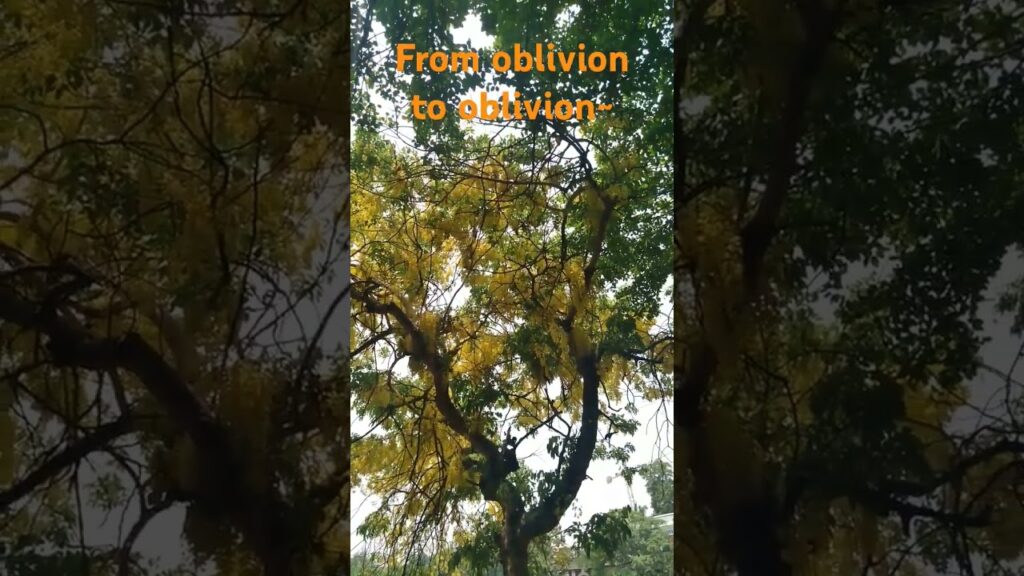 Yellow Flowering Tree