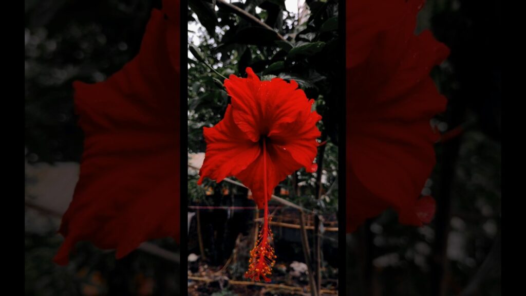 Photo Editing part 1 #photoediting #shorts #photoshoot #photography