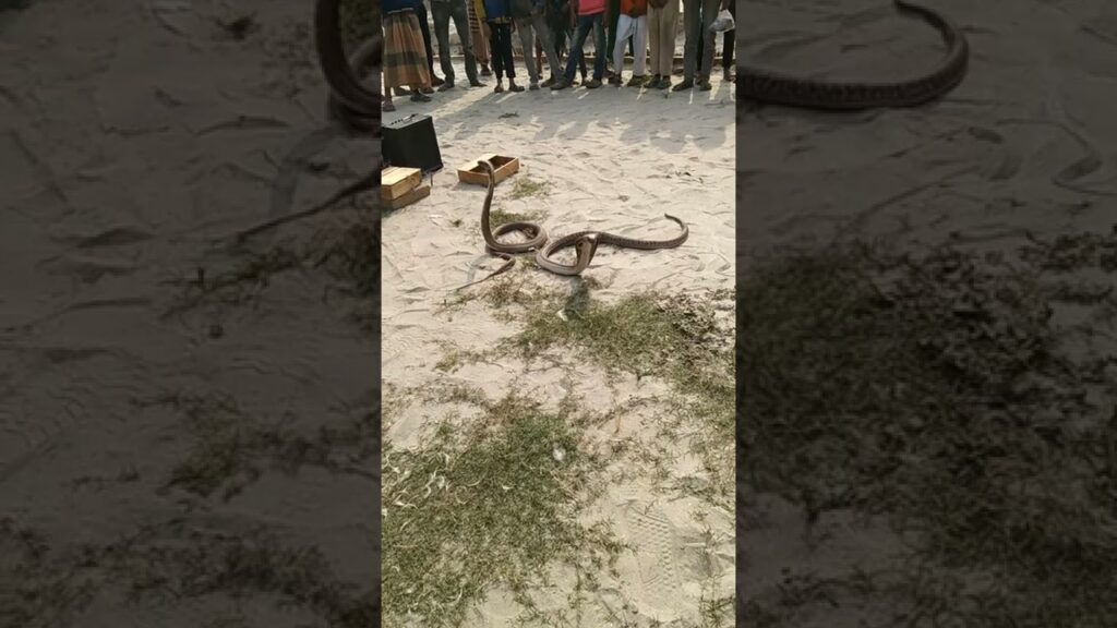 সাপ খেলা দেখেন
