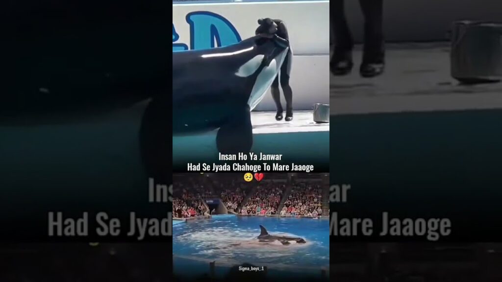 Jessica Radcliffe Orca Attack Original Video | Orca Attack On Trainer Jessica |Jessica Viral Video 💔