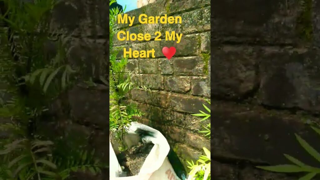 #gardening #garden, #gardenersofinstagram, #gardeninglife, #houseplants, #urbangarden, #gardenideas.