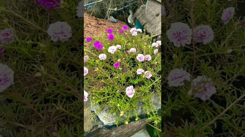 #gardening #garden, #gardenersofinstagram, #gardeninglife, #houseplants, #urbangarden, @lue8tmff