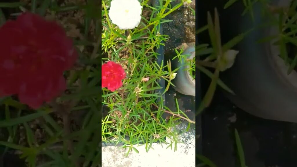 बताइए कुल कितने फूल है???#PicturPuzzle #Riddle #RT #viral ##viralvideo #viralshorts