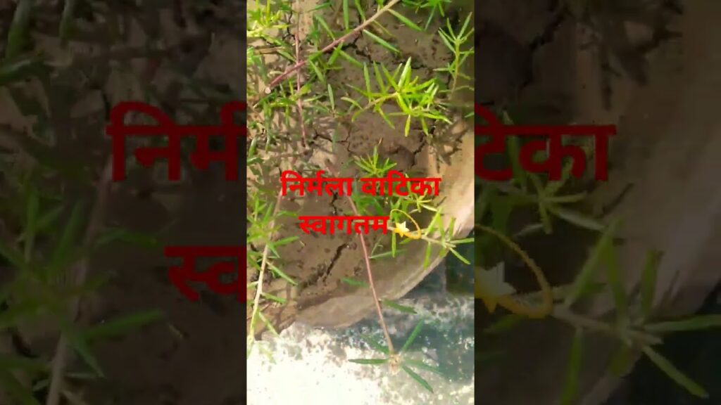 ๐ ๐๐ฎ๐ฟ๐๐ต ๐๐ฎ๐ ๐๐ฎ๐๐ ๐ผ๐ฟ ๐ช๐ฒ๐๐, ๐ฝ๐น๐ฎ๐ป๐ฒ๐ ๐๐ฎ๐ฟ๐๐ต ๐ถ๐ ๐๐ต๐ฒ ๐ฏ๐ฒ๐๐. ๐ฅ๐ซ O Maa Dhart Maa๐๐ฎ๐ณ