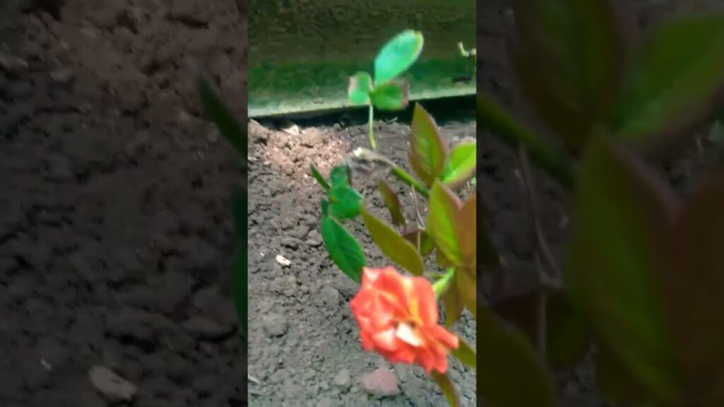 Phool Aur Kaante(दर्द और खुशी का संबंध)💚🔥