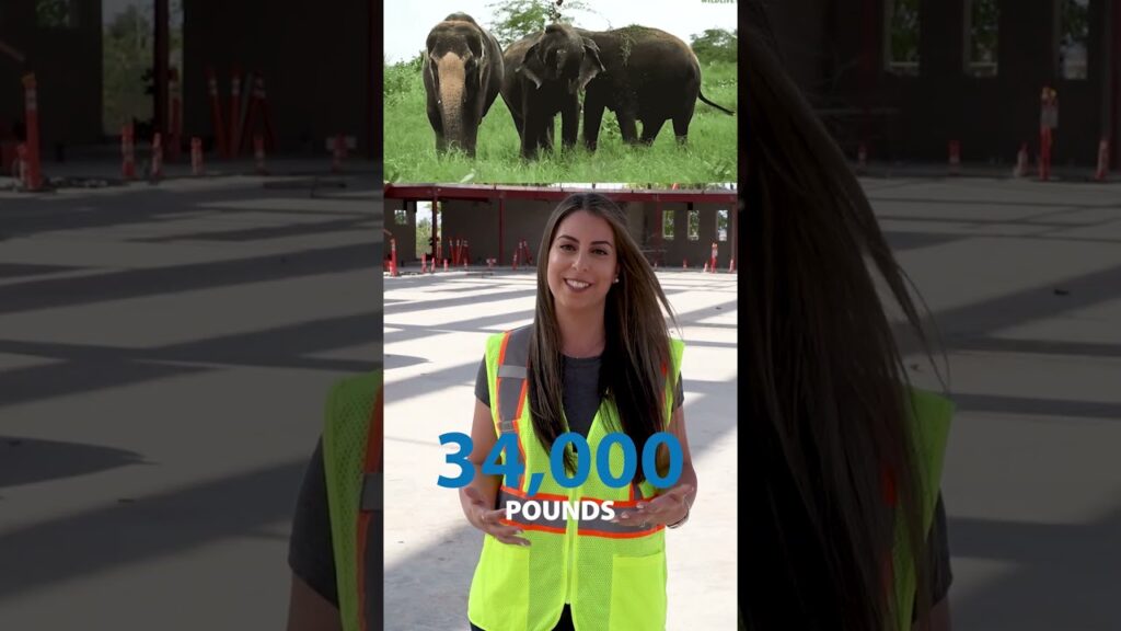 The Rink Update | TWISC