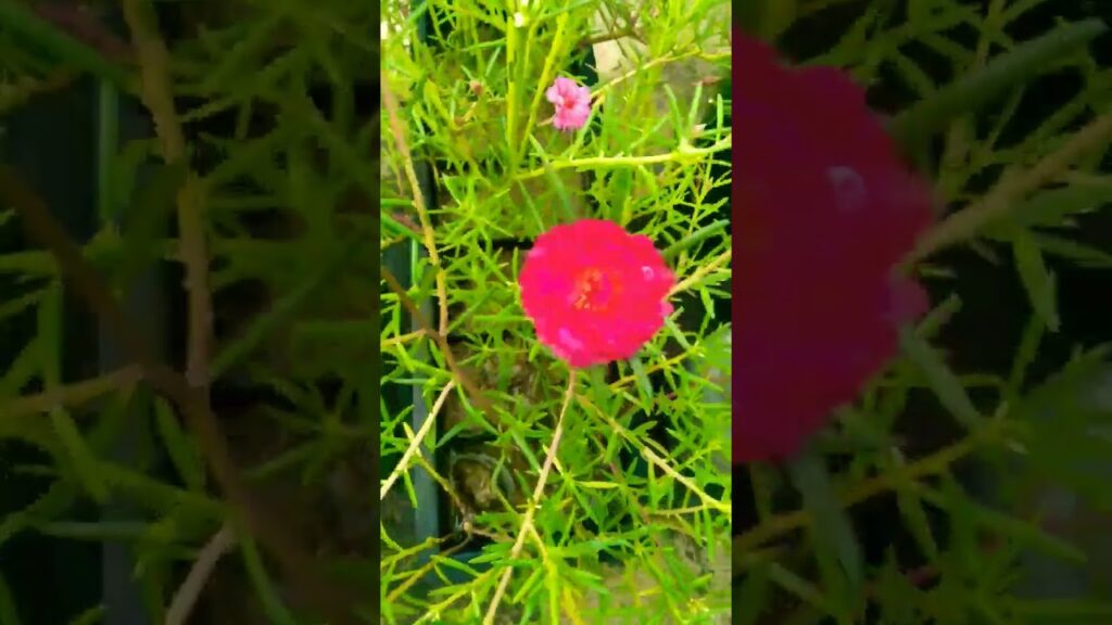 Beautiful Flower๐ธ #viral #viralvideo #viralshorts Awesome Gardening๐๐โค๏ธ๐น๐๐ด๐๐ค ๐๐ฅ๐ซ๐ #love