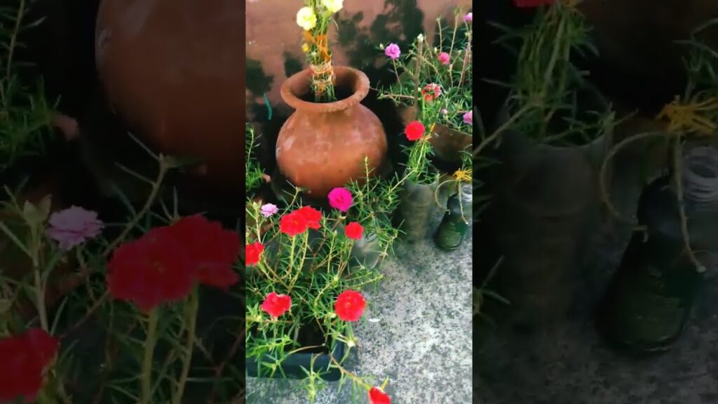 Beautiful Flower π Video#Shorts#Viral #Nature#Love π #youtubeshorts#New #Sun#shortsfeed #shortsviral