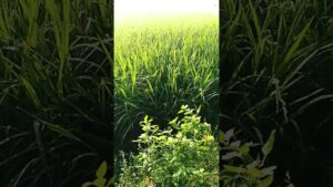 Morning Calm Nature Sunshine.! #india #thailand#bhutan#china #cambodia#myanmar#buddha, #buddhism#zen