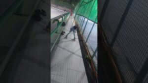 Skating Fever – Dil Se Desi Touch 😭🛼#skating #rollerskating #rollerskating #trending #viral #cute