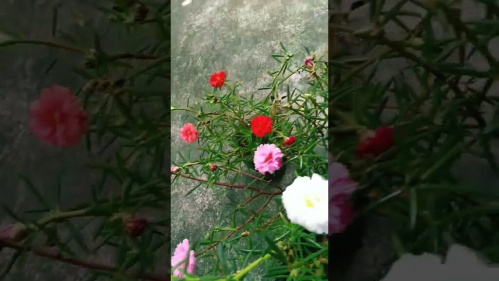 ๐ง๐๐ท๐ต๐ฒ ๐๐ฒ๐ธ๐ต ๐๐ฒ ๐ฃ๐ฎ๐ต๐ฒ๐น๐ถ ๐๐ฎ๐ฎ๐ฟ #๐ง๐๐ท๐ต๐ฒ๐๐ฒ๐ธ๐ต๐๐ฒ๐ฃ๐ฎ๐ต๐ฒ๐น๐ถ๐๐ฎ๐ฎ๐ฟ #viral #viralvideo #shortsfed ,#beautiful #flowers