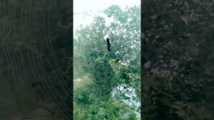 spider’s circular web design.#tiktokeffects #spiderman #makdi, #viral, #shortsfeed , #spider #trends