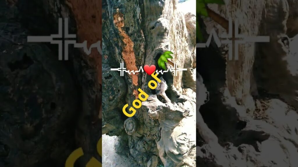 God of trees🌴🔥━╬٨ـﮩﮩ❤٨ـﮩﮩـ╬━#tiktokeffects#viral#shortsfeed#ytshorts #ytshortsindia #climatechange