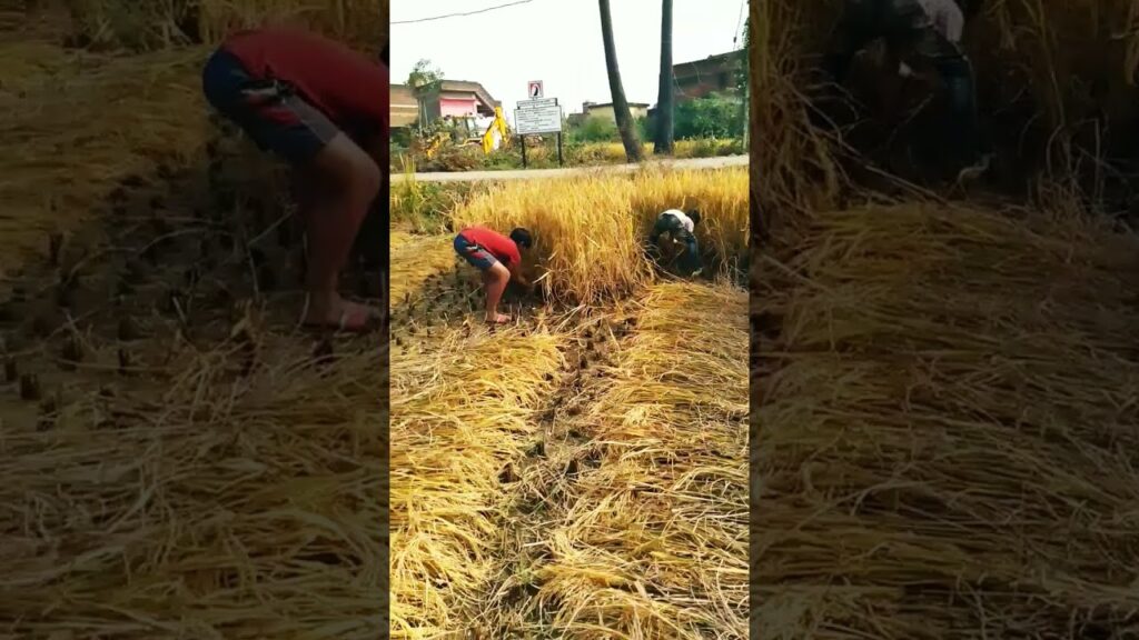 कचनार जैसी हवा शुद्ध पानी मेरे गांव में🔥#gaonkizindagi #gaon #gaonkishanti#gaonkikahani#gaonkimitti