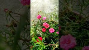 #tiktokeffects#winter #viral #youtubeshorts #shortsfeed #tiktok #tiktokviral #instareels