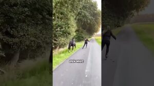 Roller avec un cheval